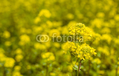 Closeup of blooming Field Mustard