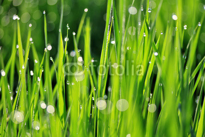 Dew on green grass