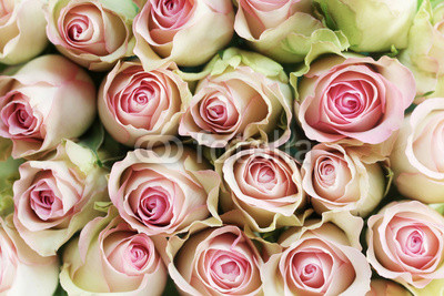 Pink Roses