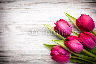 Tulip.