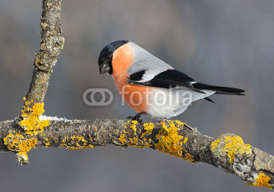 Снегирь, bullfinch