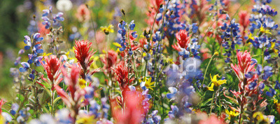 Wiese im Sommer