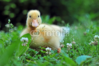Young duck