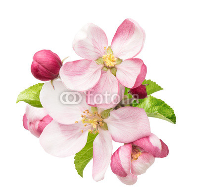 apple tree blossoms with green leaves