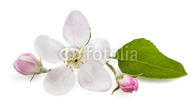 Apple Flowers