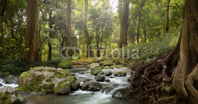 forest waterfall