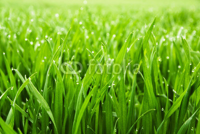 Hohes nasses Gras in Nahaufnahme