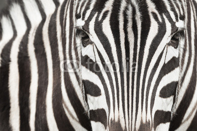 Close-up of zebra head and body with beautiful striped pattern