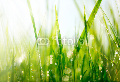 Fresh green grass with dew drops closeup. Soft Focus