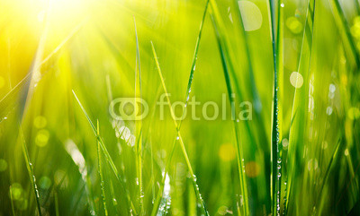 Fresh green grass with dew drops closeup. Soft Focus
