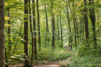 Wald weg