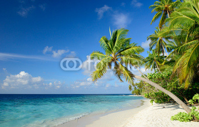 Strand mit Palmen
