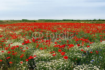 Landscape with poppies and chamomile-6