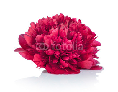 Peony Flower
