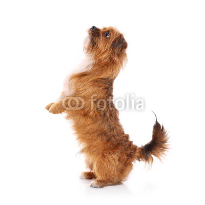 Terrier doing tricks