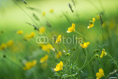 Close up image of vibrant buttercups in wildflower meadow landsc