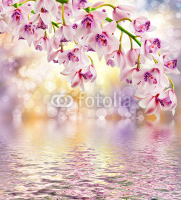 orchid flower
