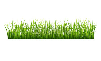Grass