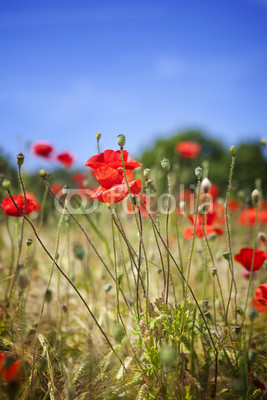 Corn poppies