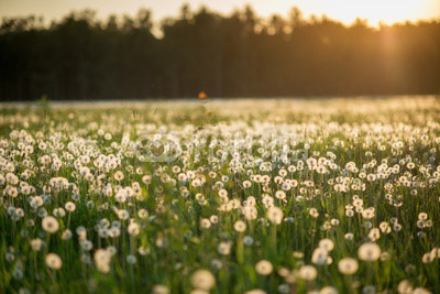 dandelion field at sunset