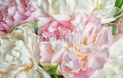 Blooming peonies