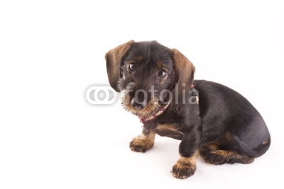 little puppie