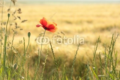 Poppy in the field at dawn