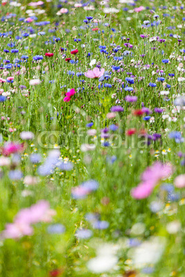 flower meadow
