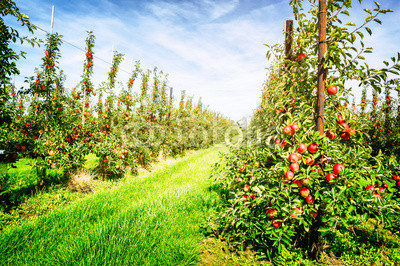 Apple orchard