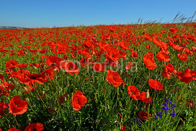 Poppy