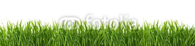 Green grass isolated on white background.