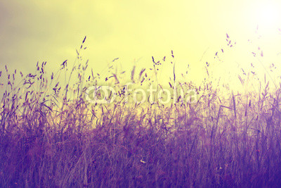 Vintage summer meadow