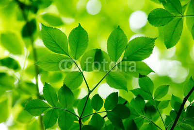 green leaves
