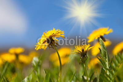 Dandelion flowers under blue sky