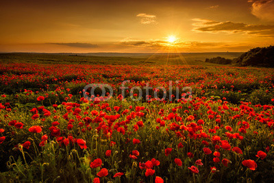 Poppy field at sunset