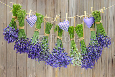 lavendel