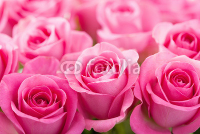 beautiful pink rose flowers background