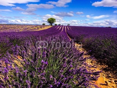 lavander in Provence France