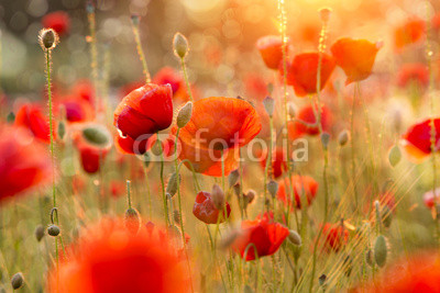 Blühendes Mohnfeld im Abendlicht mit Bokeh
