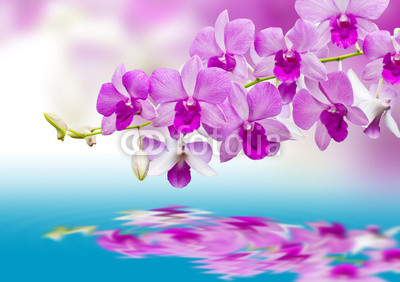 Orchids and reflection