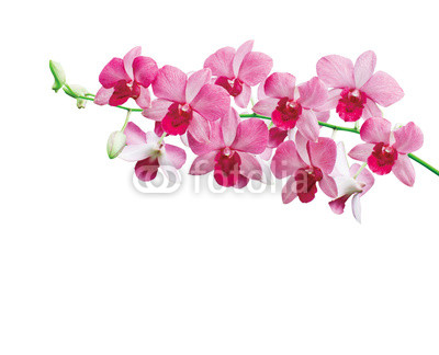 Orchids on white background with clipping path