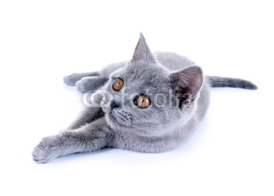 Junge Katze – Karthäuser, British Kurzhaar