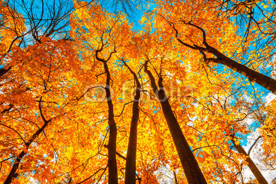 autunm trees