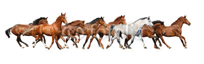 Herd of wild horses running isolated on white