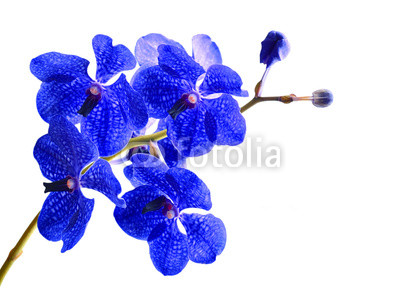Vanda orchid