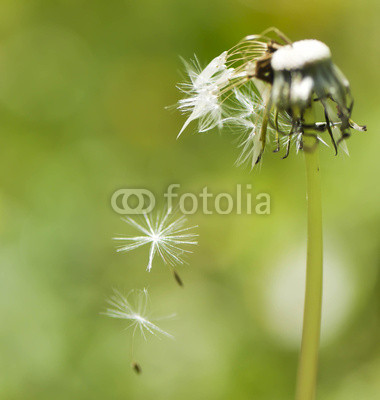 Soffione cadente