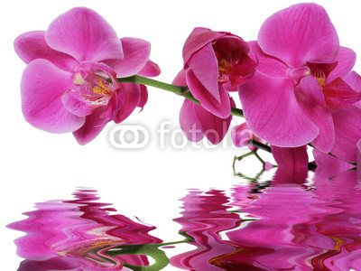 reflet d'orchidée