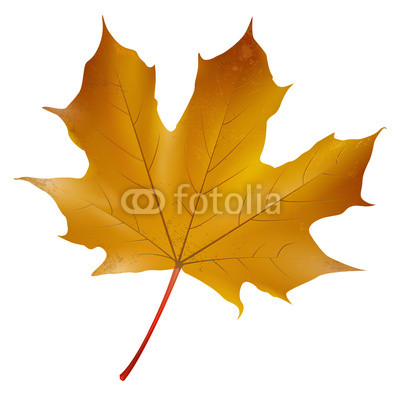 Ahornblatt - Herbst