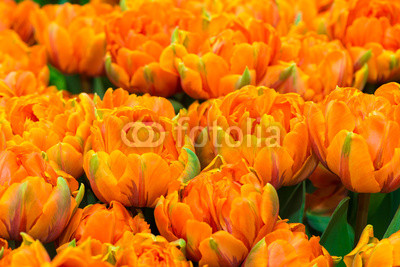 Orange tulips