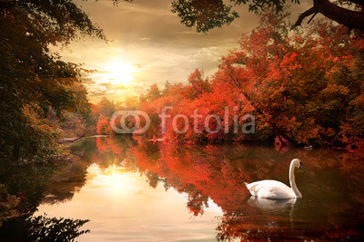 Swan in the autmn